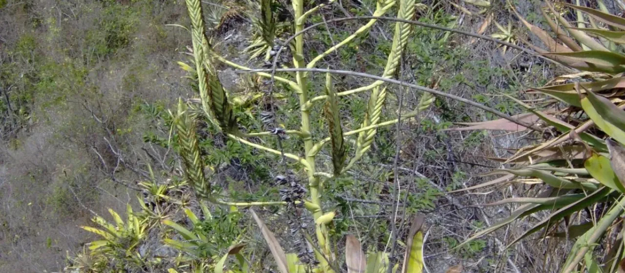 Pseudalcantarea grandis