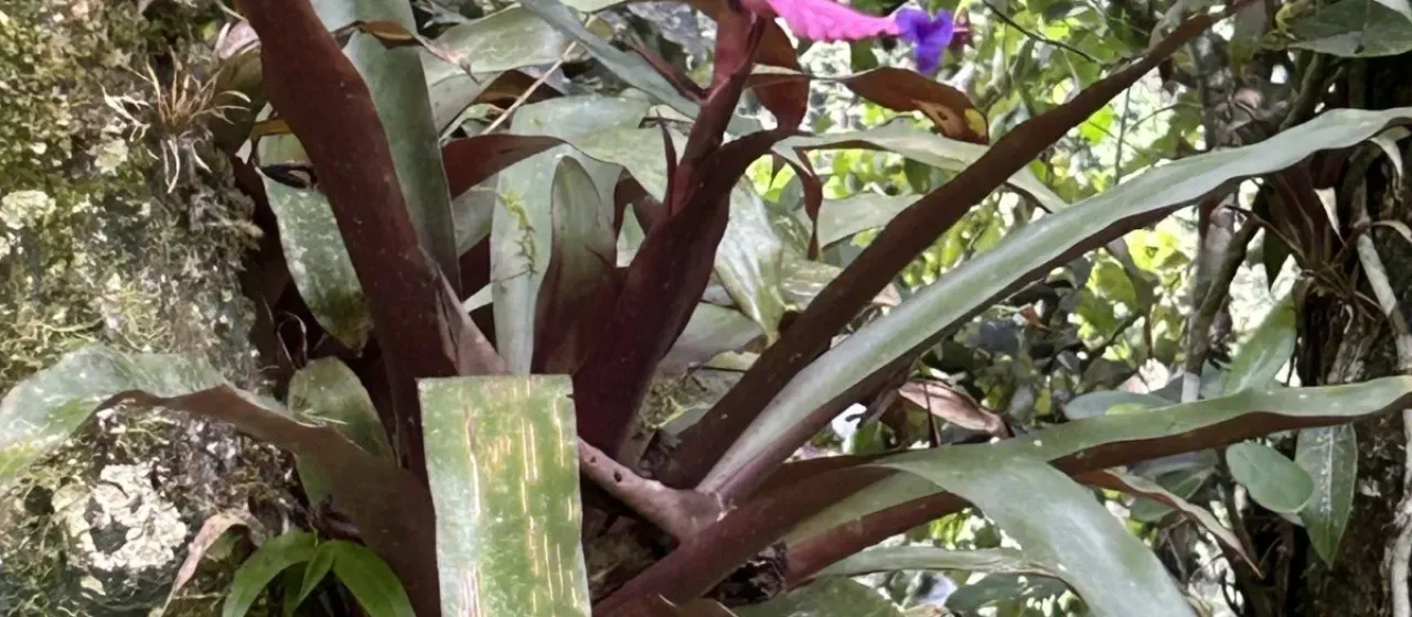 Barfussia wagneriana