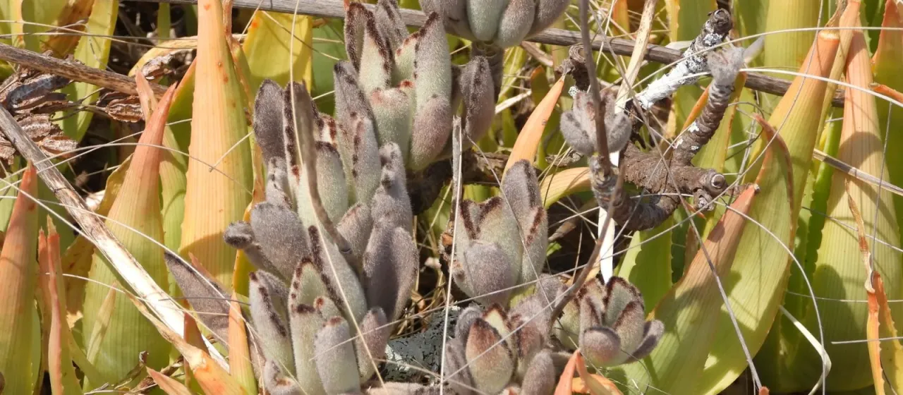 Panda plant