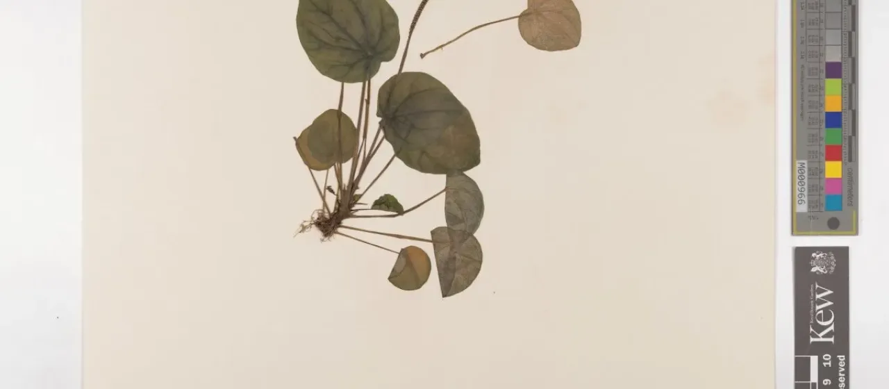 Peperomia griseoargentea