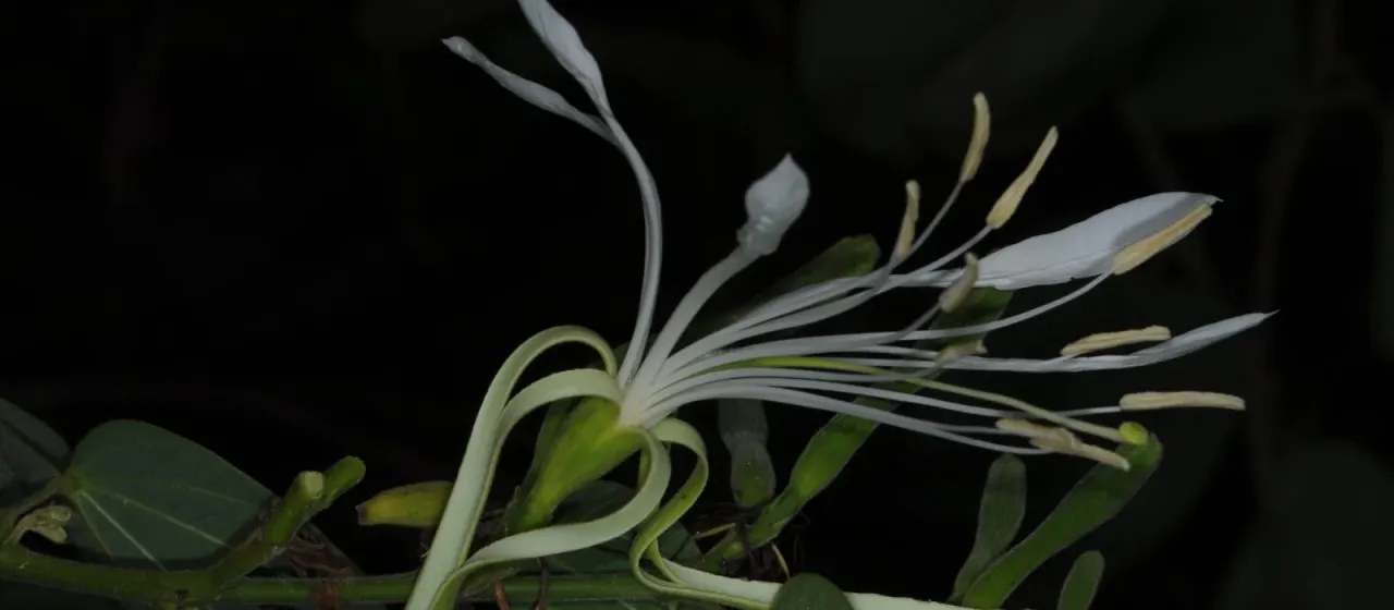 Bauhinia mollis