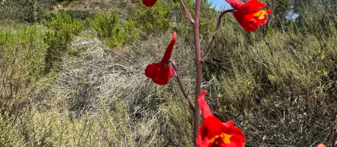 Scarlet larkspur