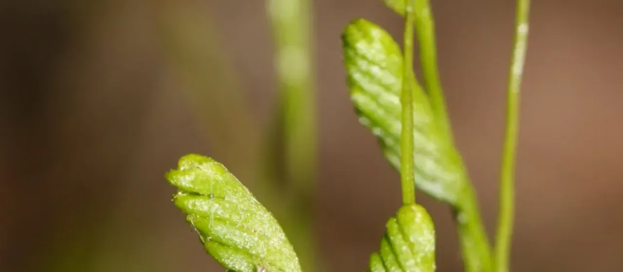 Curly grass fern