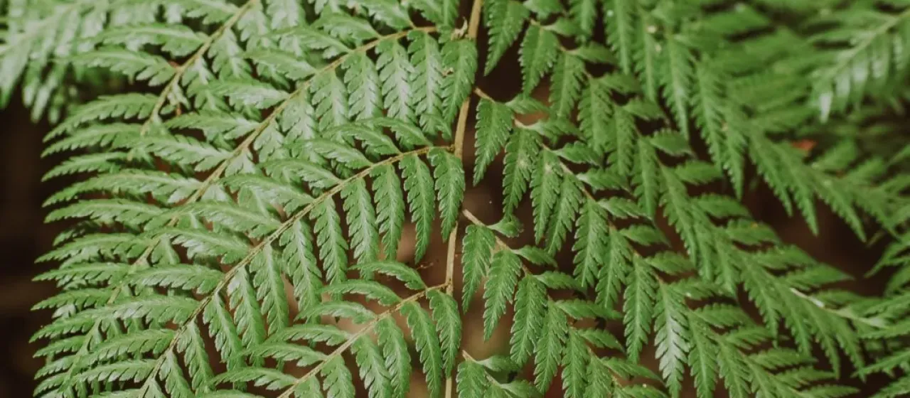 Lophosoria quadripinnata