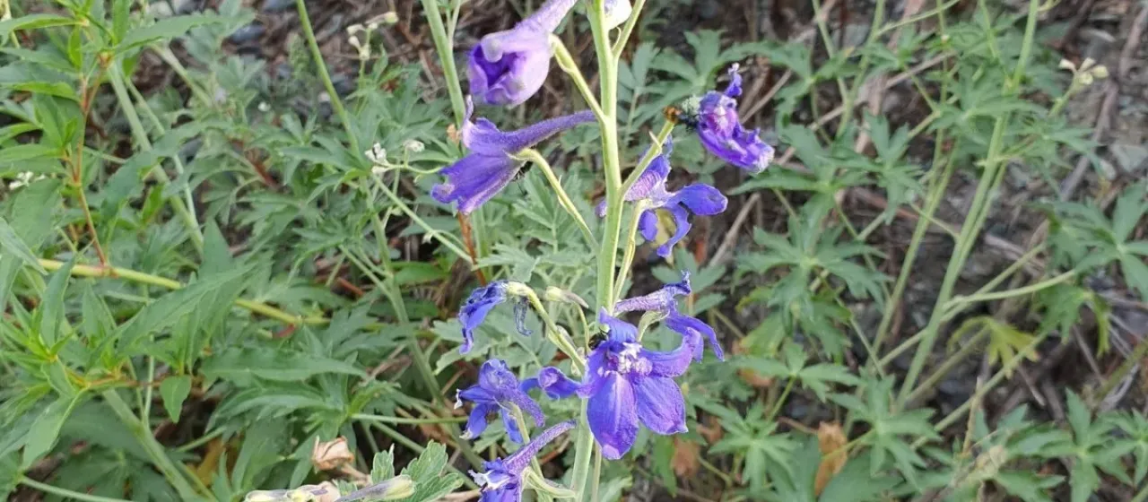 Alpine larkspur
