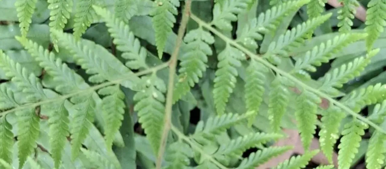 Soft Bracken