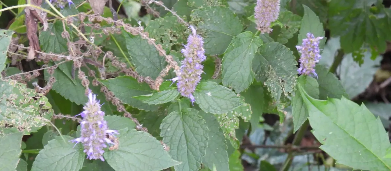 Korean mint