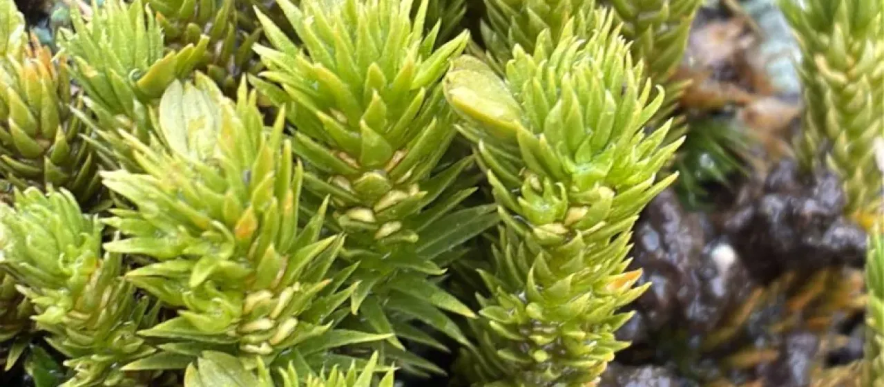 Fir clubmoss