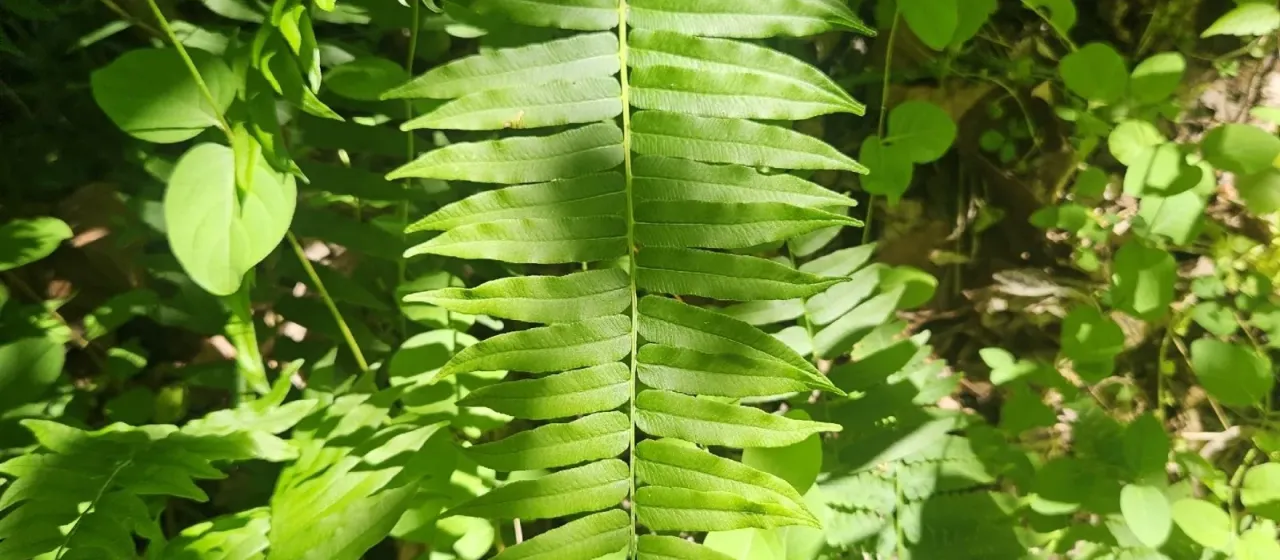 Narrow-leaved glade fern