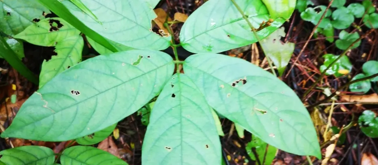 Derris elliptica