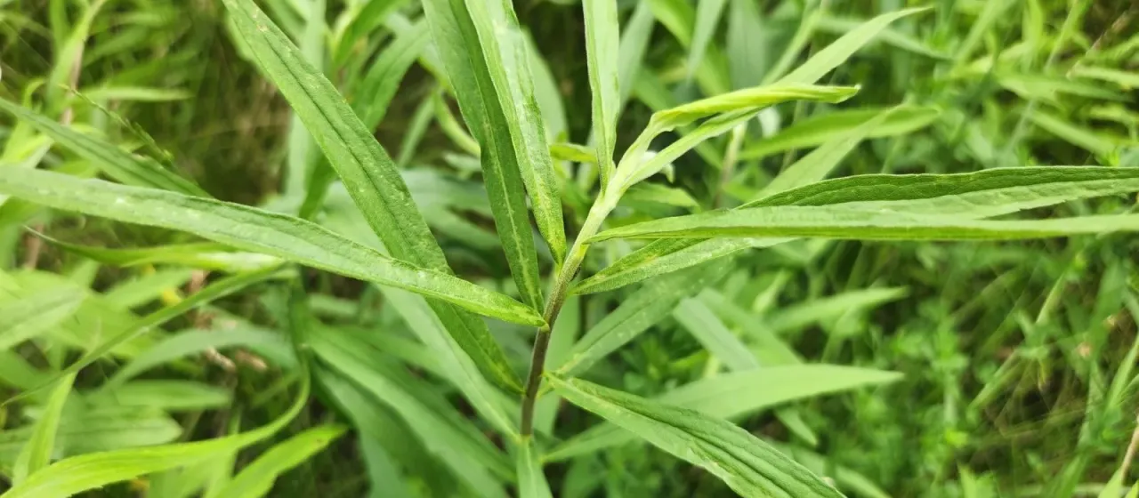 Grass-leaved goldenrod