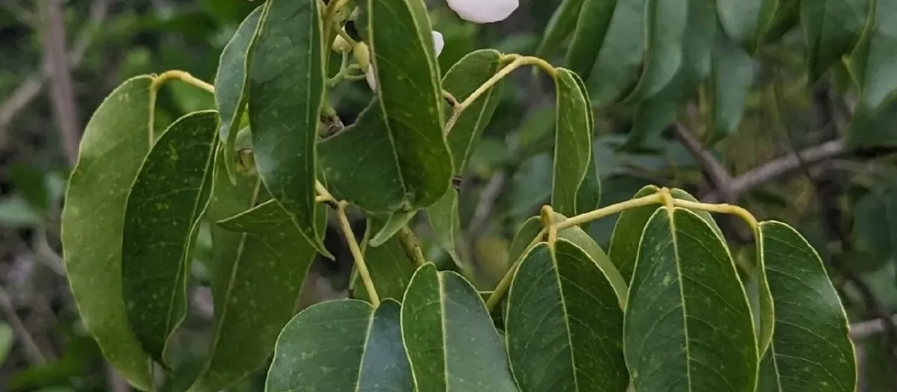 Derris trifoliata