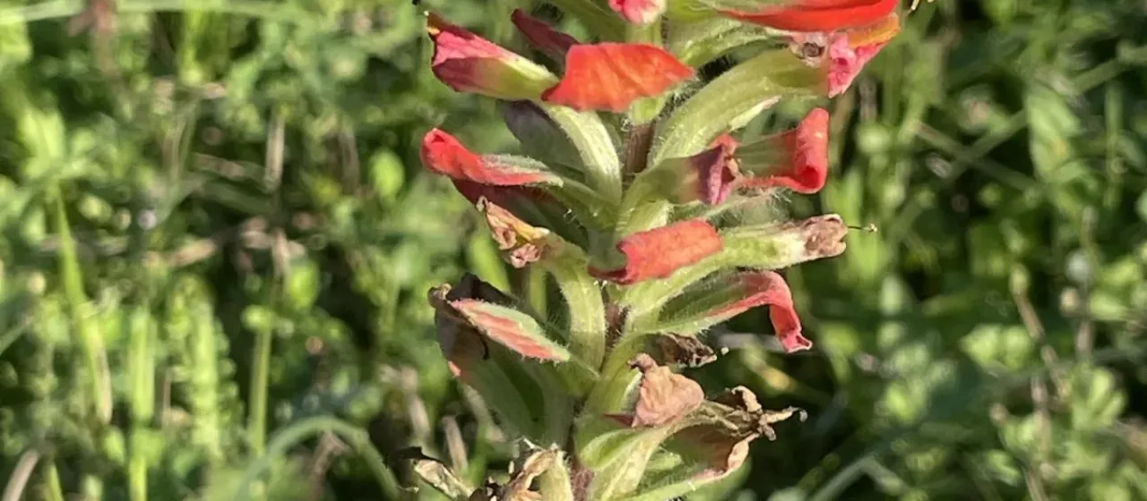 Indian paintbrush