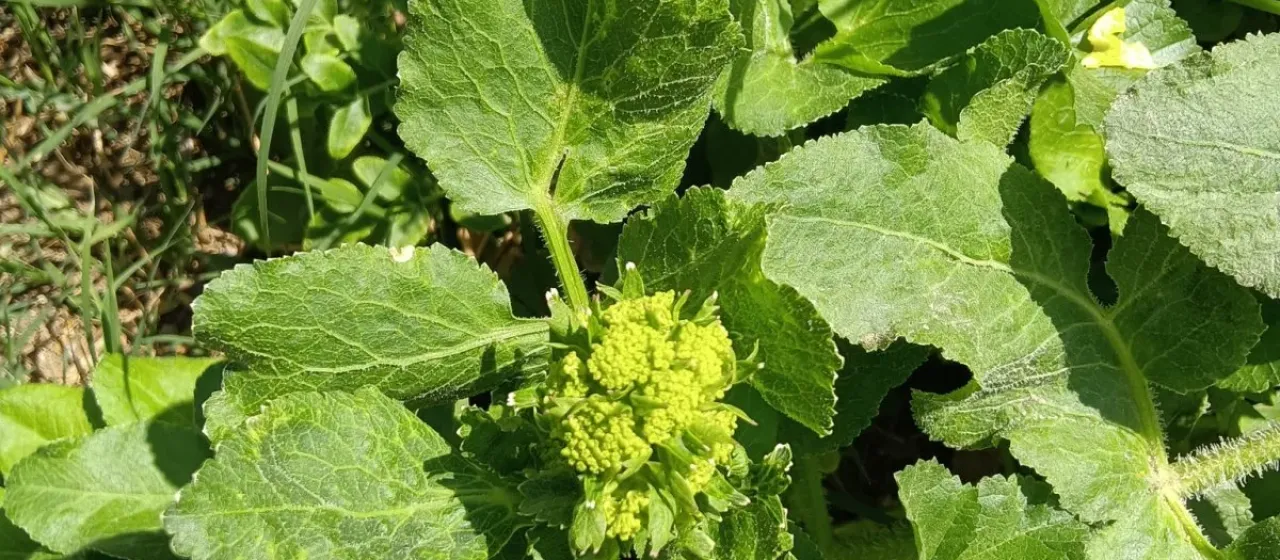 Opopanax