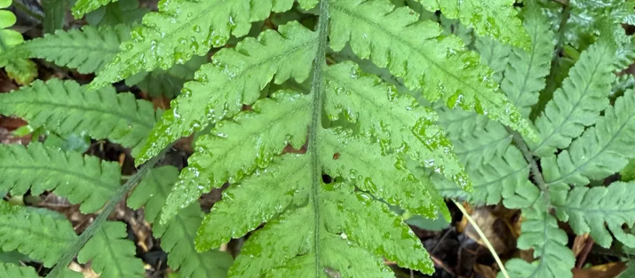 Deparia petersenii