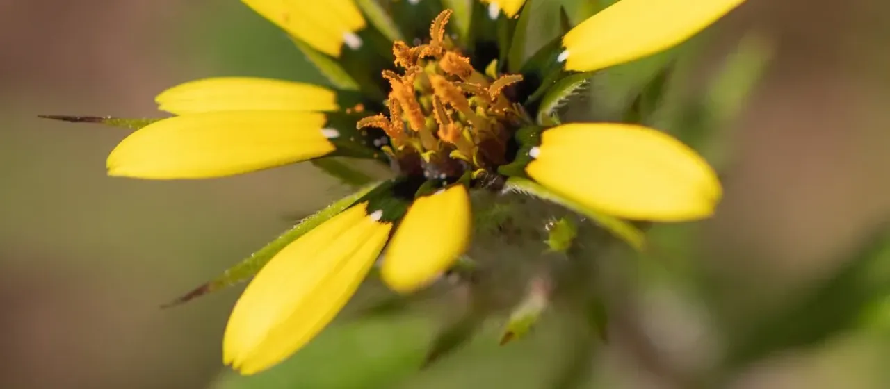 Gorteria personata