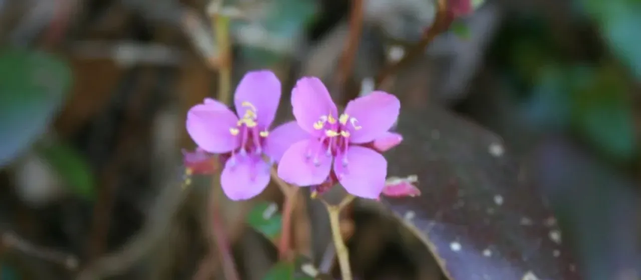 Centradenia floribunda