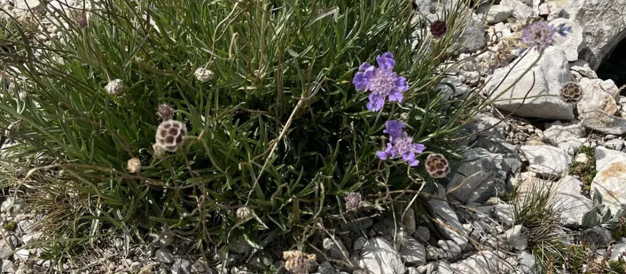 Grass-leaved scabious