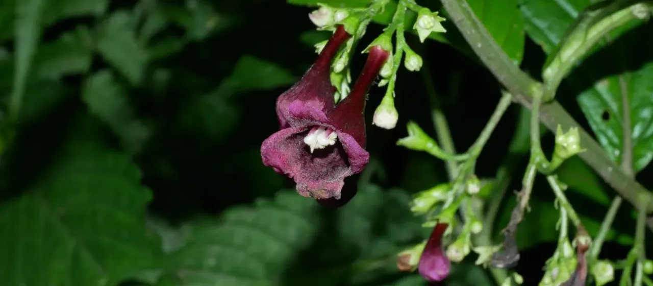 Chelonopsis