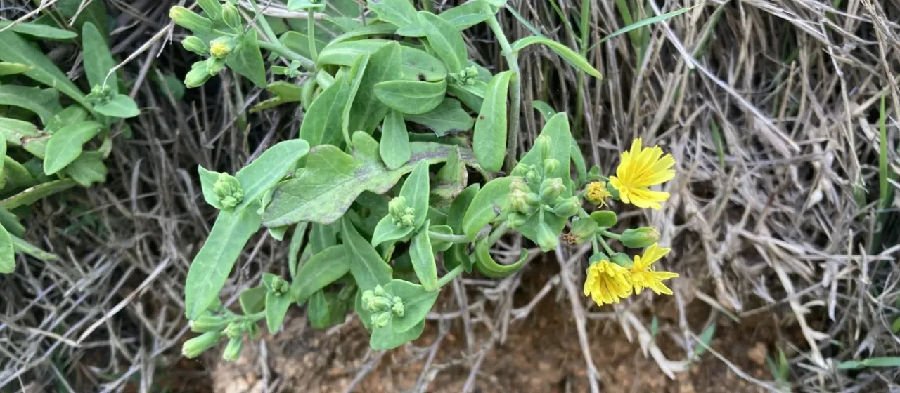 Crepidiastrum lanceolatum