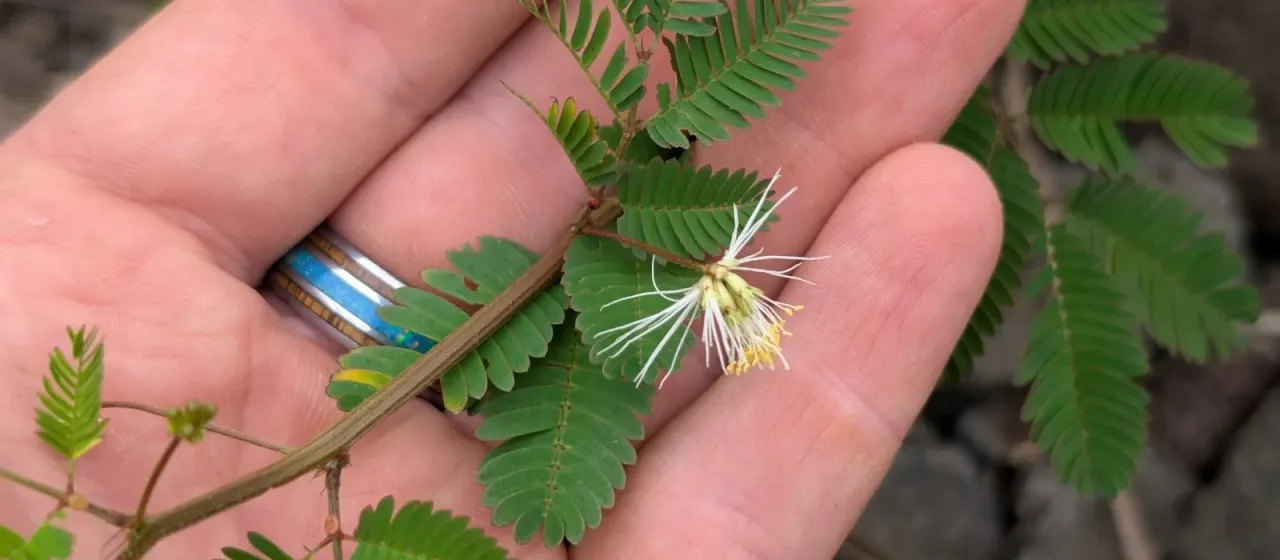 Desmanthus pernambucanus