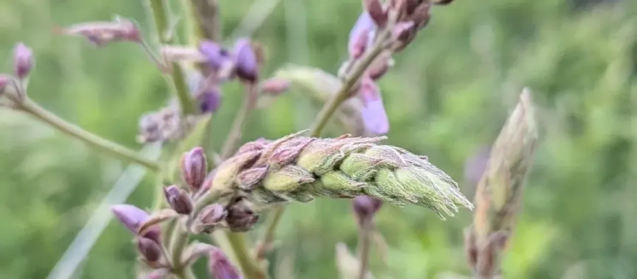 Canadian tick trefoil