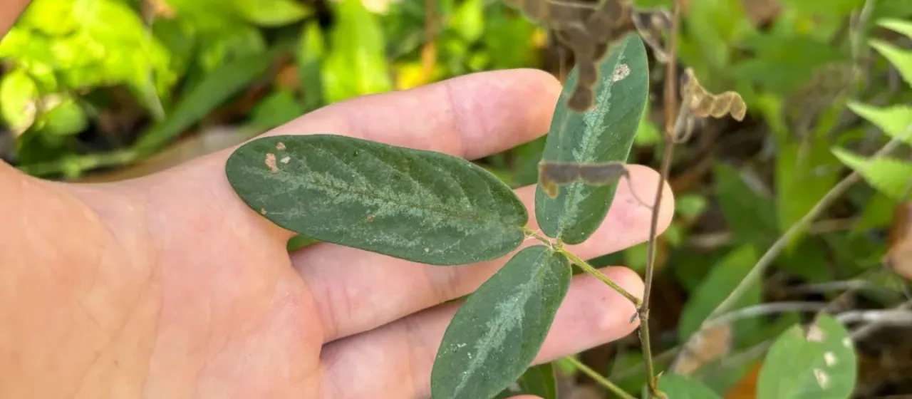 Spanish clover