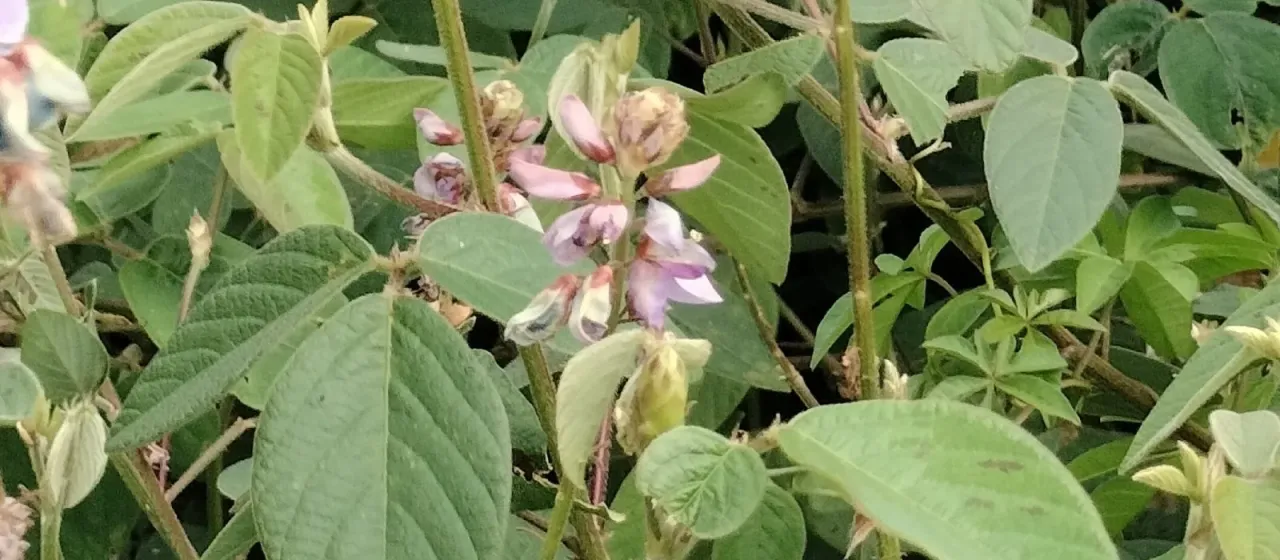 Desmodium intortum