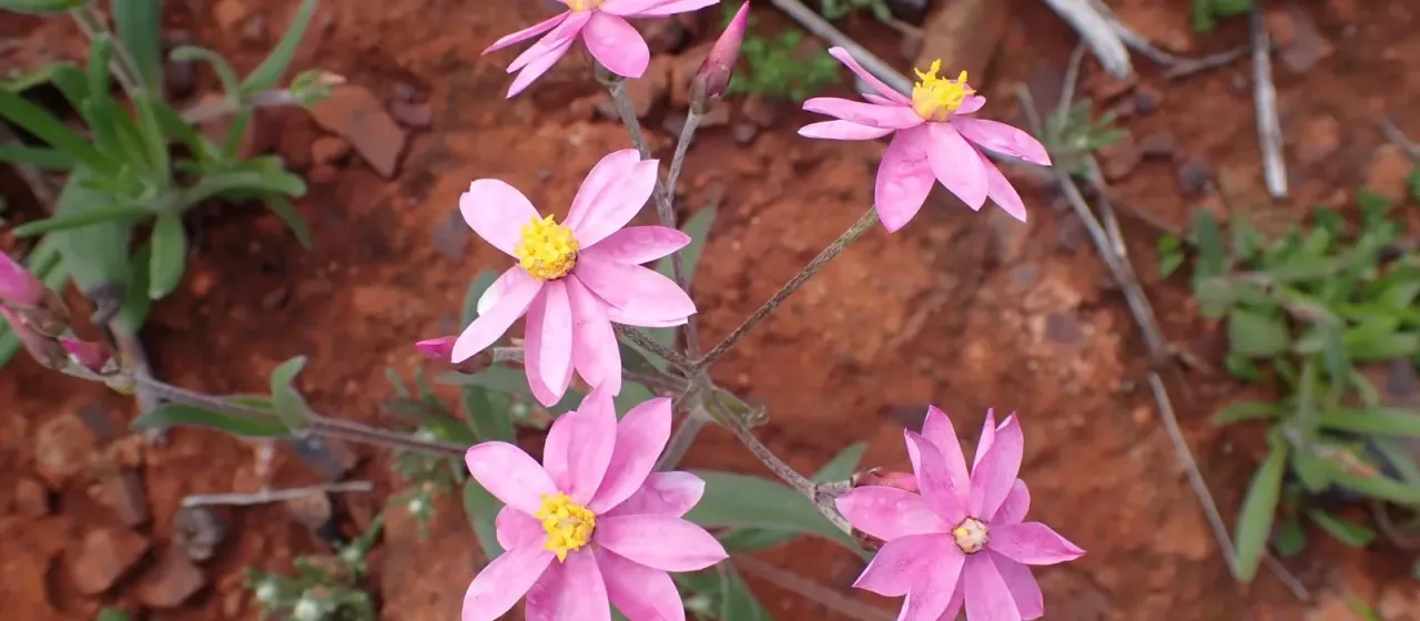 Schoenia cassiniana