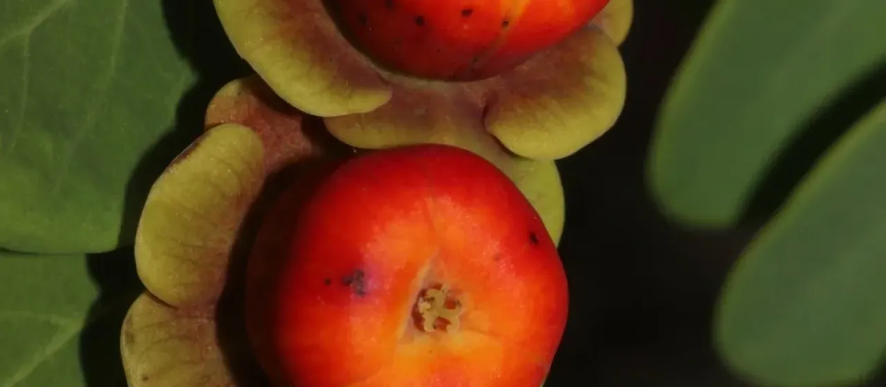 Breynia retusa