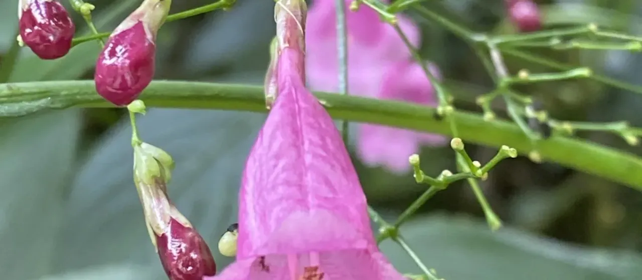 Strobilanthes hamiltoniana
