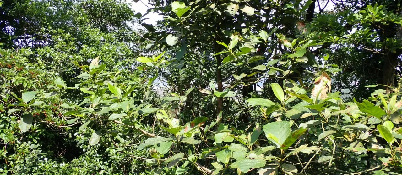 Litsea monopetala