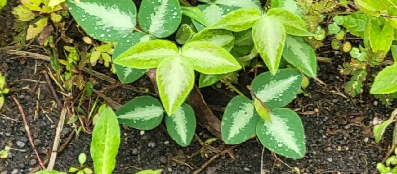 Silverleaf desmodium