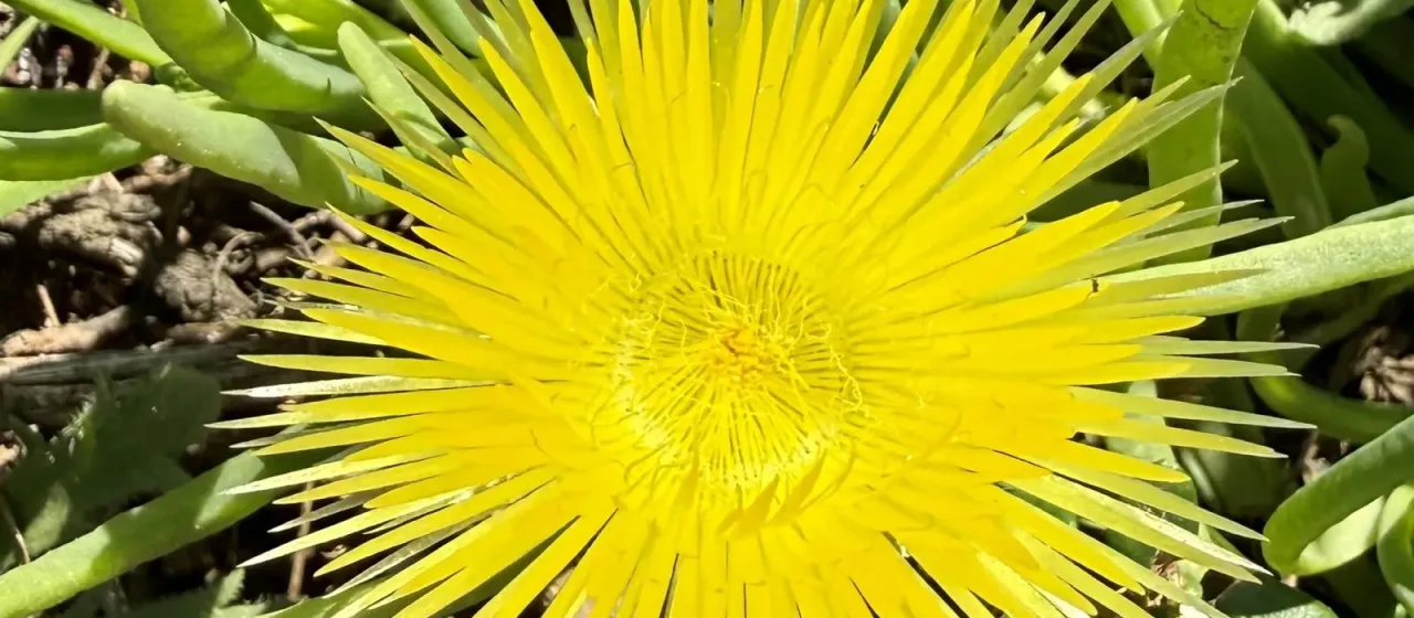 Conicosia pugioniformis