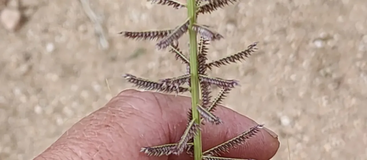 Desmostachya bipinnata