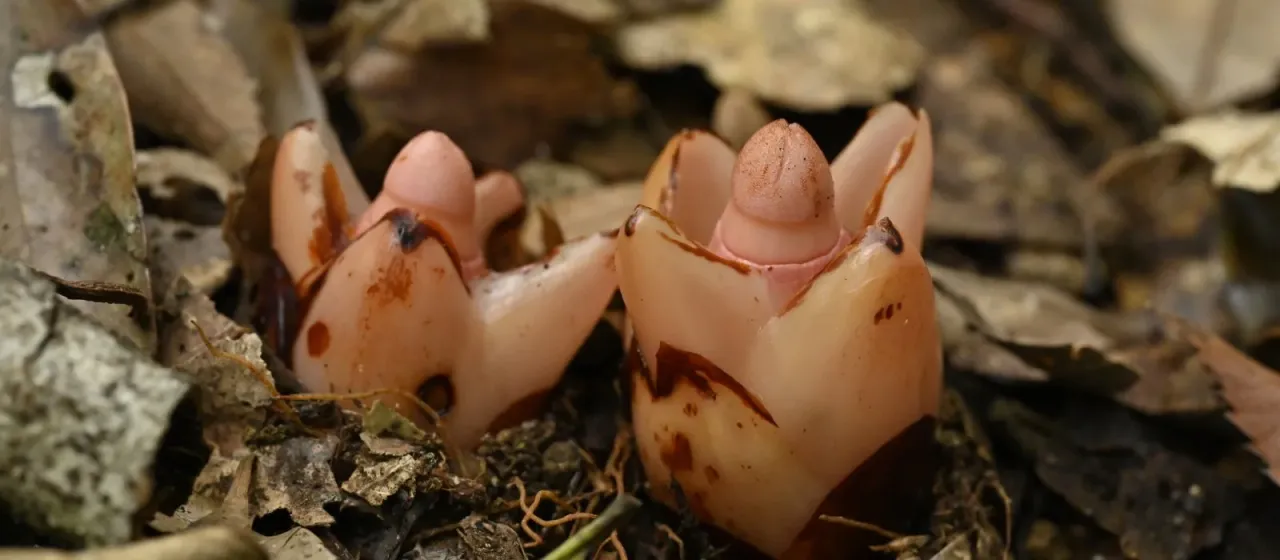 Mitrastemon yamamotoi