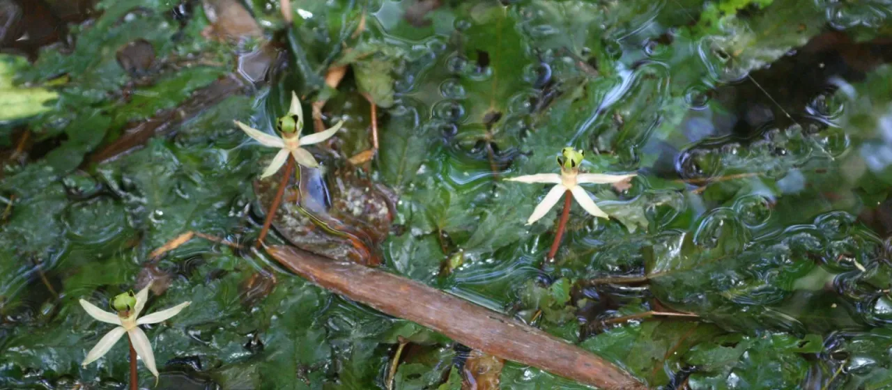Long-leaved barclaya
