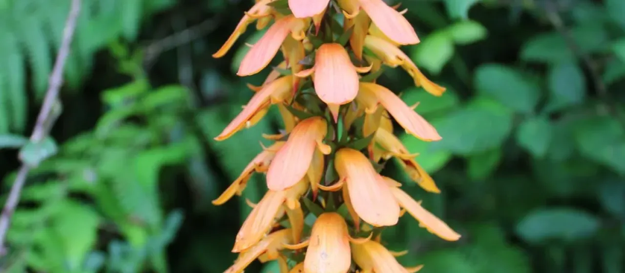 Canary Island foxglove