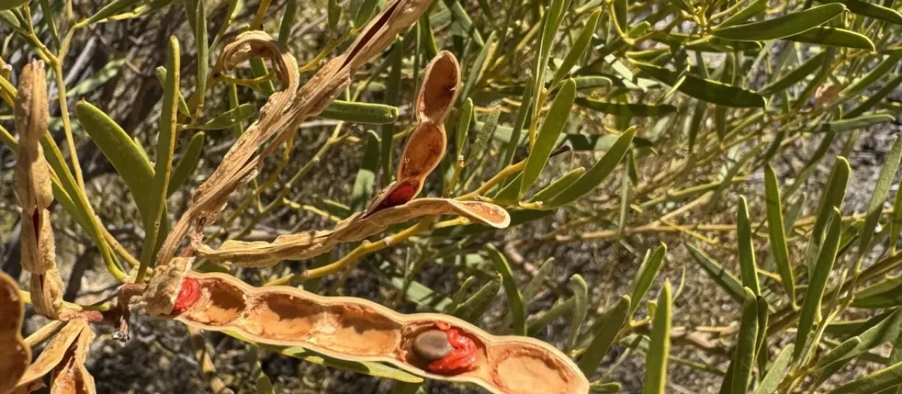 Acacia ligulata