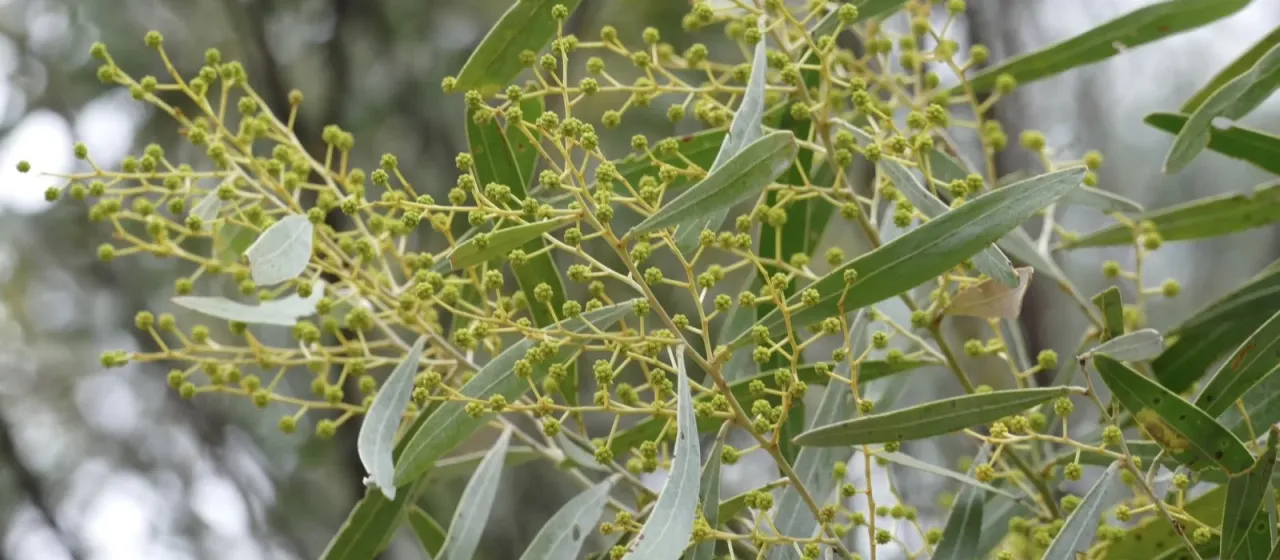 Oleander-leaved wattle