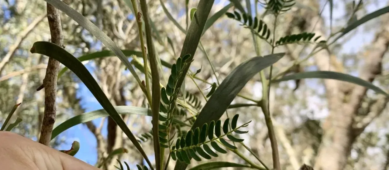 Acacia heterophylla