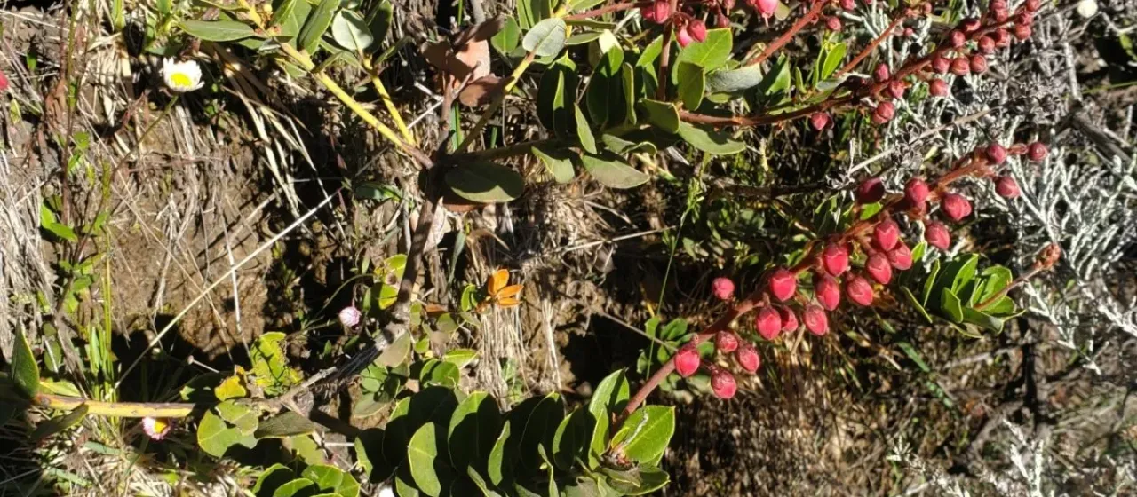 Agauria buxifolia
