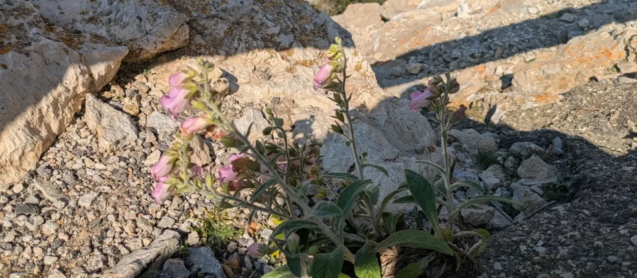 Digitalis dubia