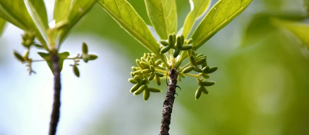 Antirhea borbonica