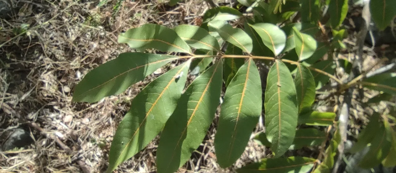 Cossinia pinnata