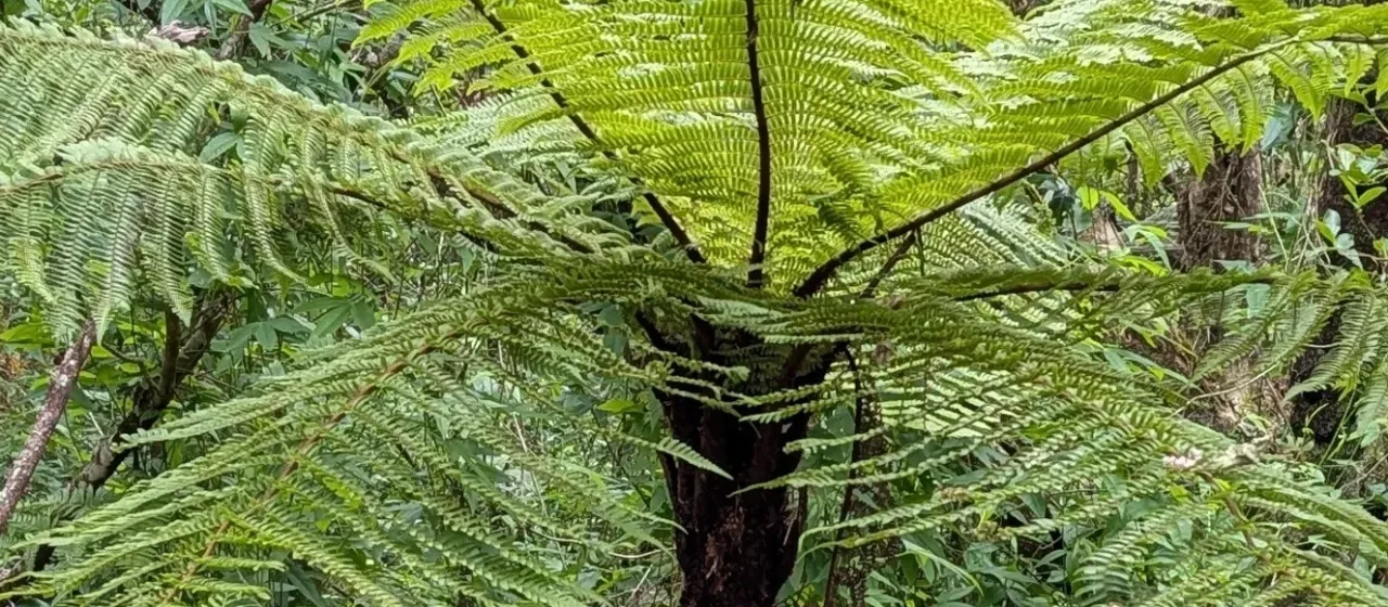 Cyathea borbonica
