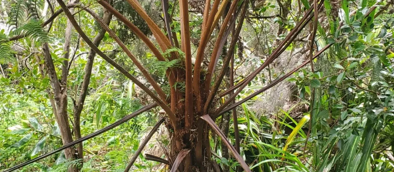 Alsophila glaucifolia