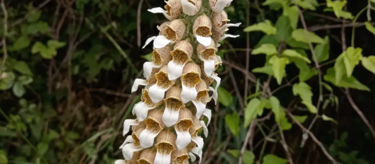 Woolly foxglove