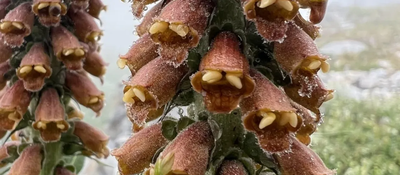 Small-flowered foxglove