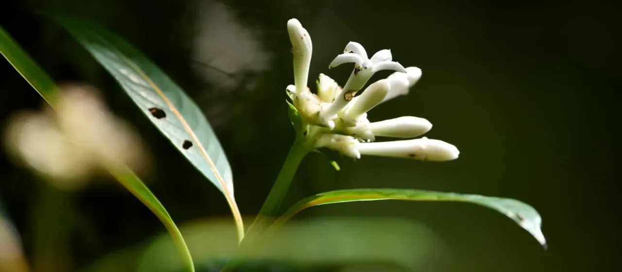 Gaertnera vaginata
